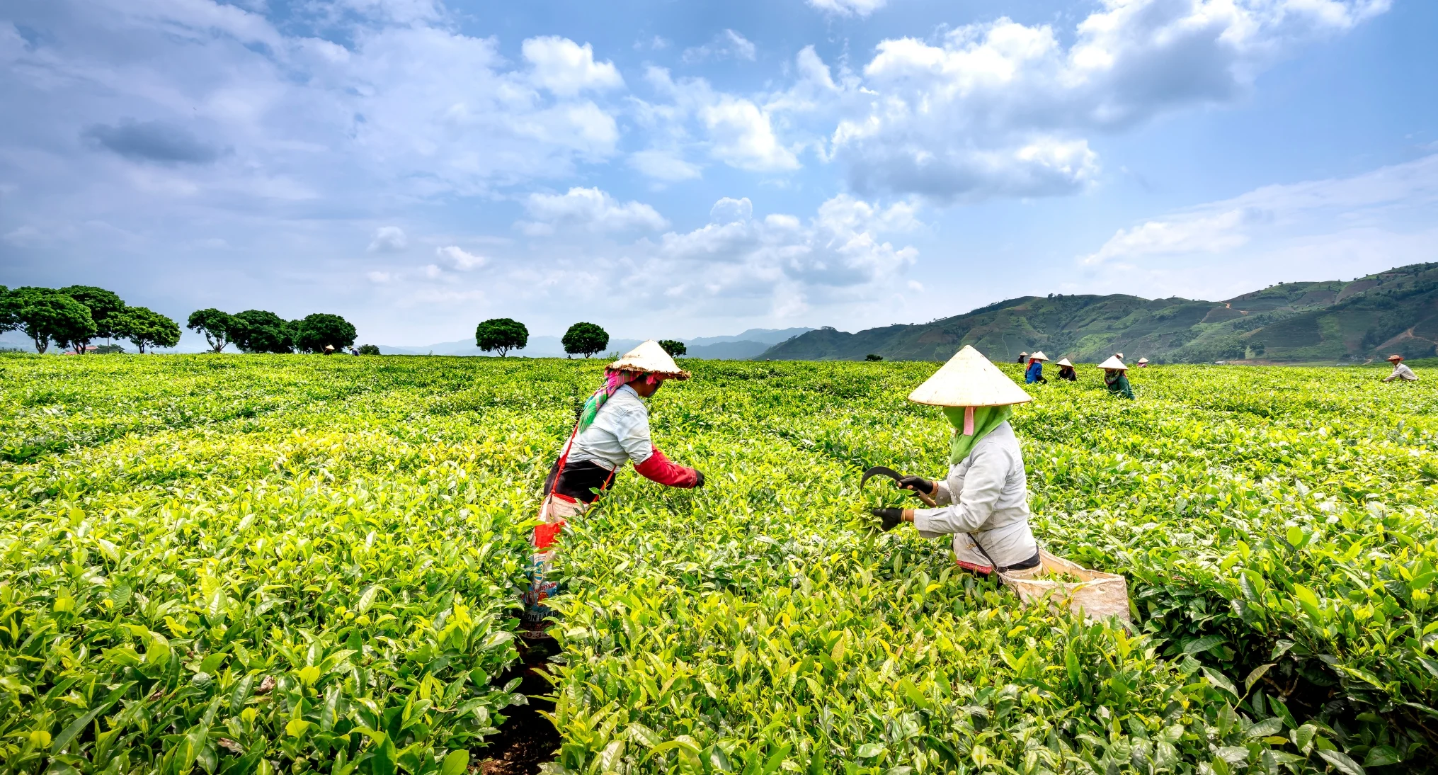Agriculture